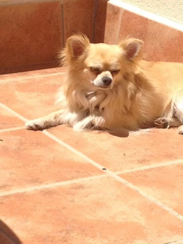 Chihuahua "Big" Mac billede 18