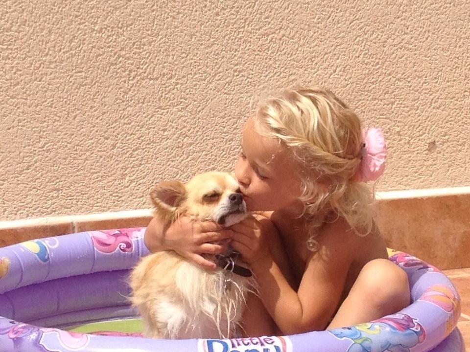 Chihuahua "Big" Mac billede 19