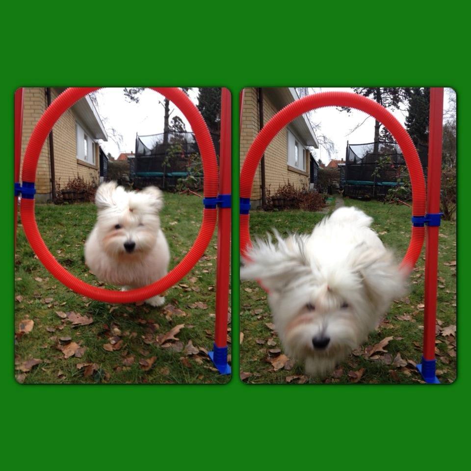 Bichon havanais Carlo - En af de første gange han springer  billede 1