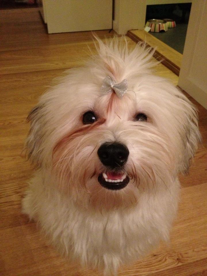 Bichon havanais Carlo - Til nytårsaften, med glimmer hårdut!  billede 2