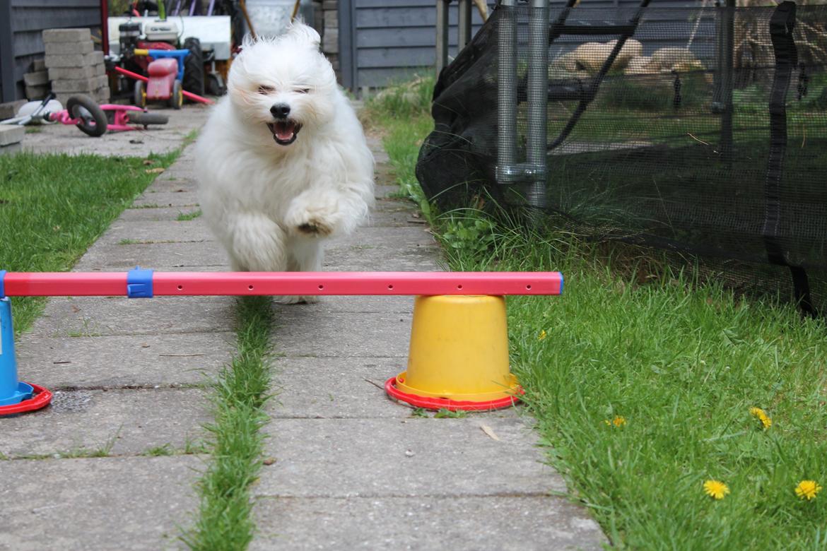 Bichon havanais Carlo - Fuld fart frem ad  billede 3