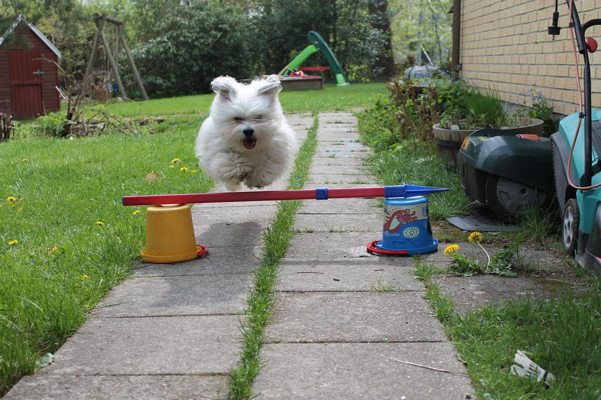 Bichon havanais Carlo - Du er så dygtig til at springe billede 4