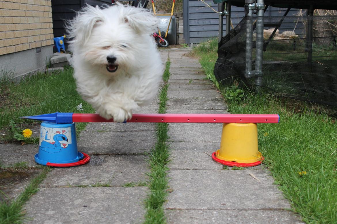 Bichon havanais Carlo - Nåååååår, dygtiiiiiiiig!!!!!!! billede 5