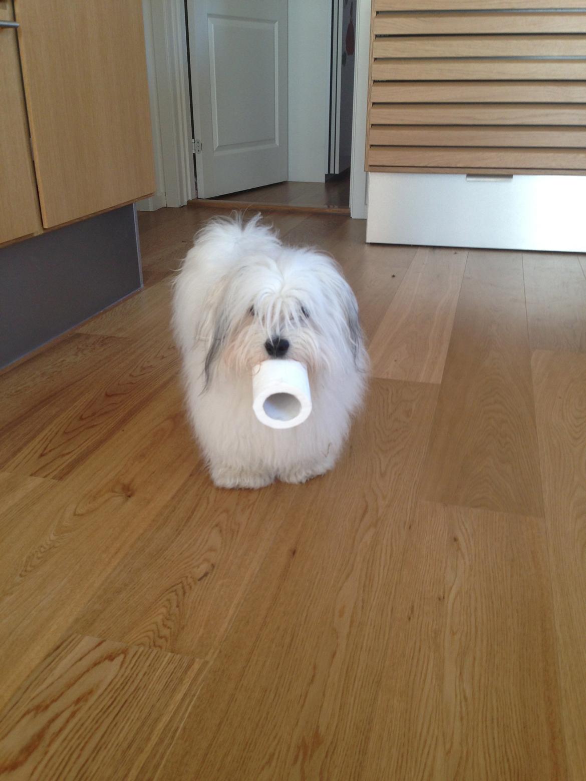 Bichon havanais Carlo - Ja, hvad kan jeg sige? Han elsker toiletpapir!! billede 6