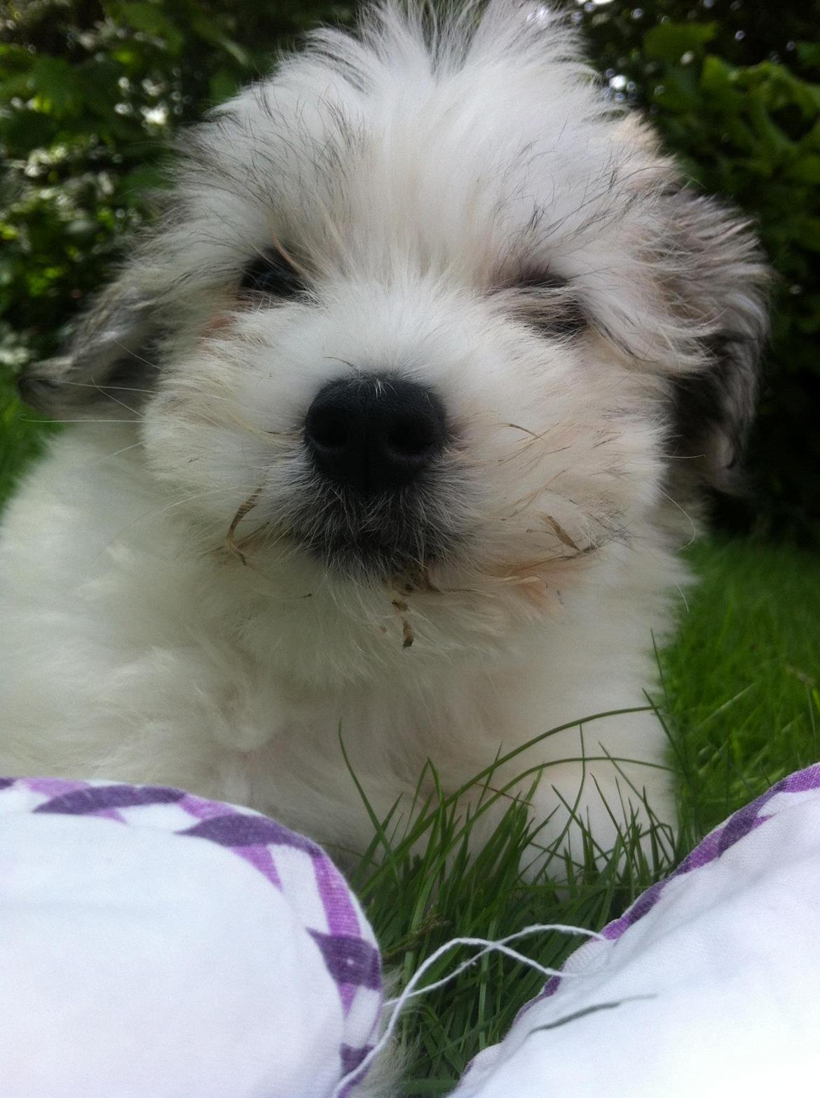 Bichon havanais Carlo - Carlo som helt lille bitte hvalp  billede 7