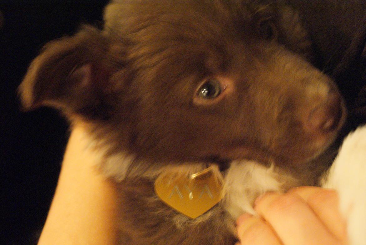 Border collie Aya - lille baby Aya :-)  billede 9