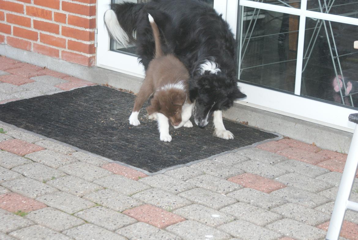 Border collie Aya - Bibbi og Aya hygger sig  billede 10