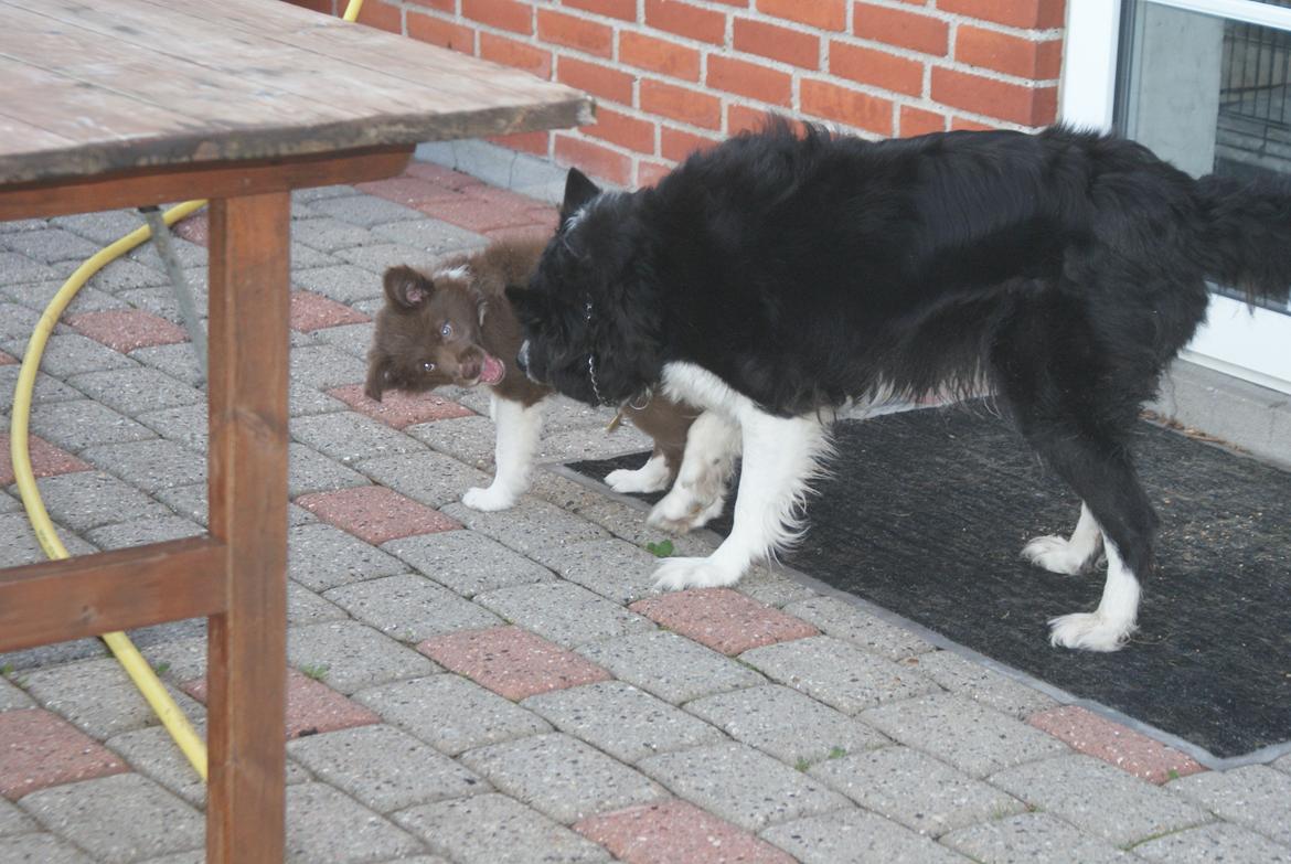 Border collie Aya - lidt gnaven kan man også blive ;) billede 11