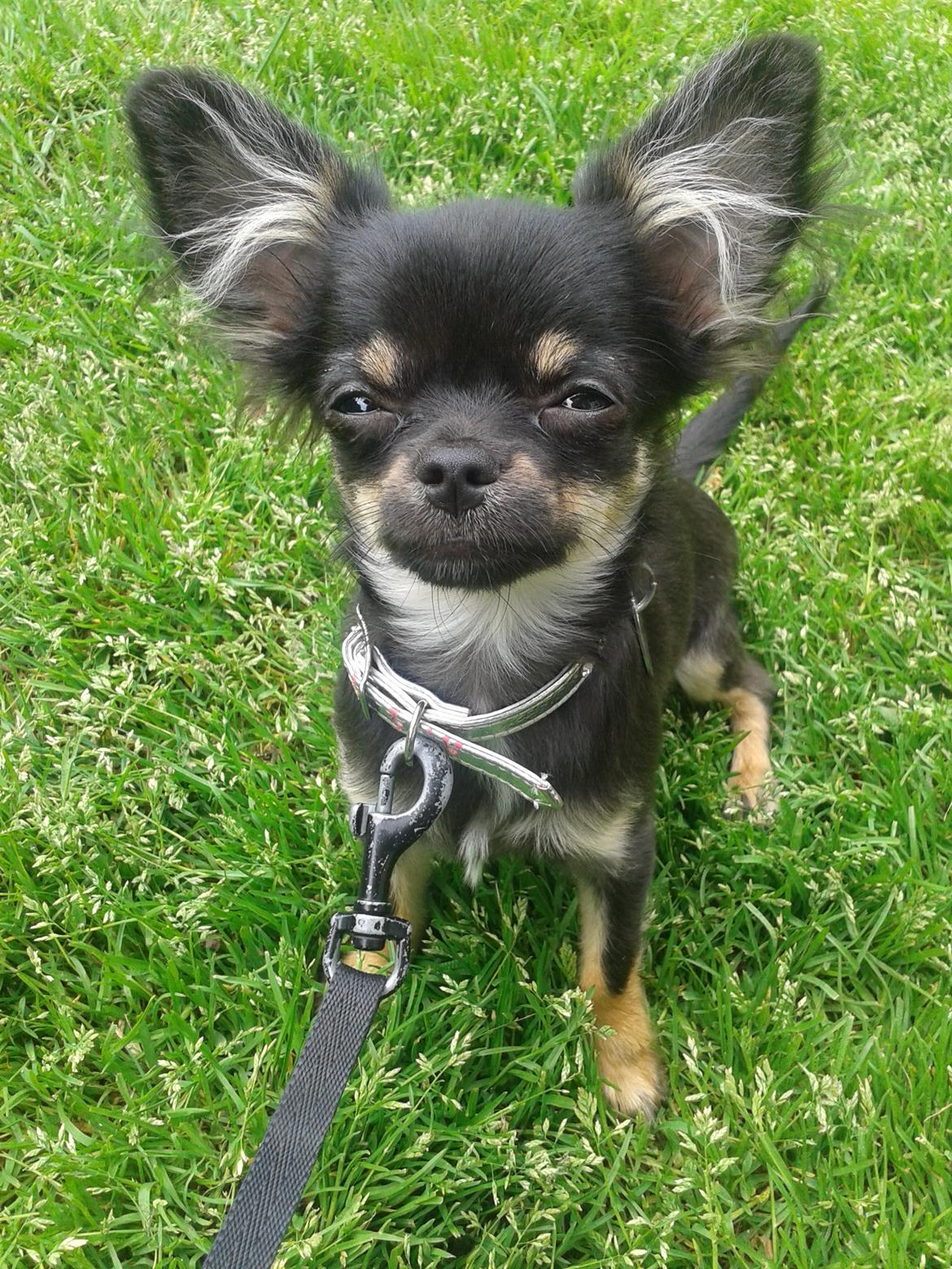 Chihuahua Lucky - 5 mdr billede 21