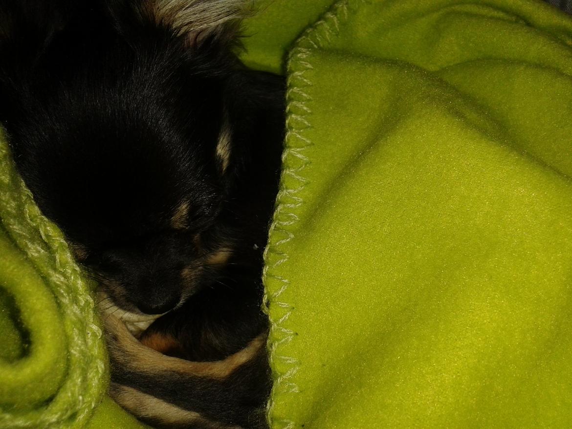 Chihuahua Lucky - 5 mdr billede 22