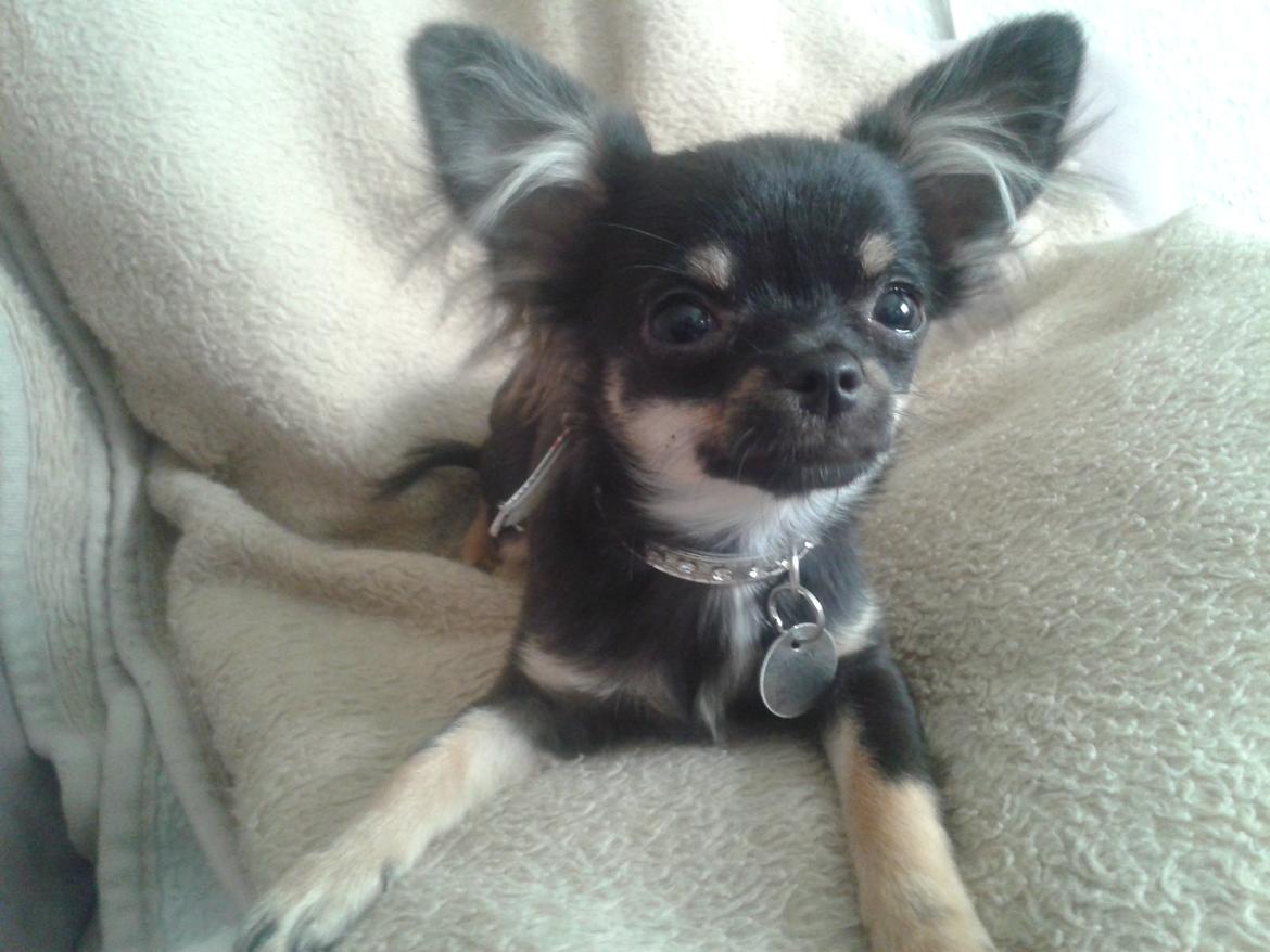 Chihuahua Lucky - 5 mdr billede 12