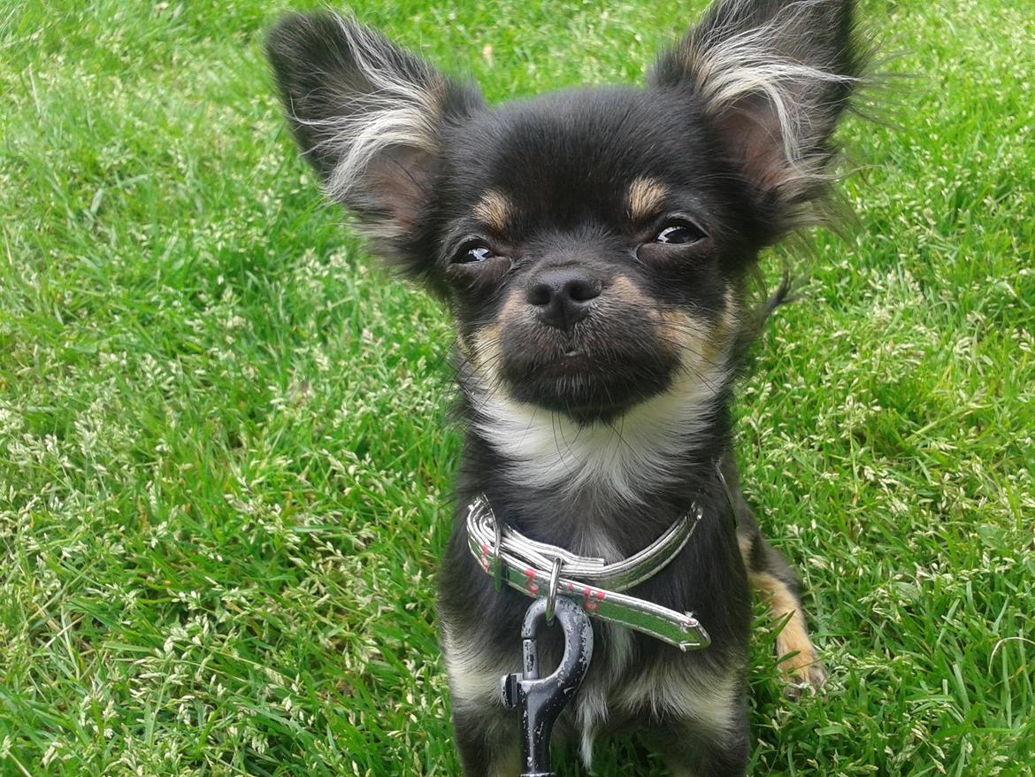 Chihuahua Lucky - 5 mdr billede 7