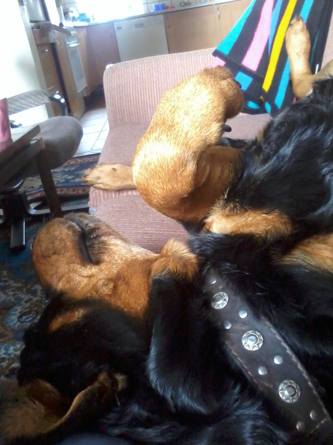 Rottweiler Mollie<3 |Molsen|<3 R.I.P Min trold..<3 billede 26