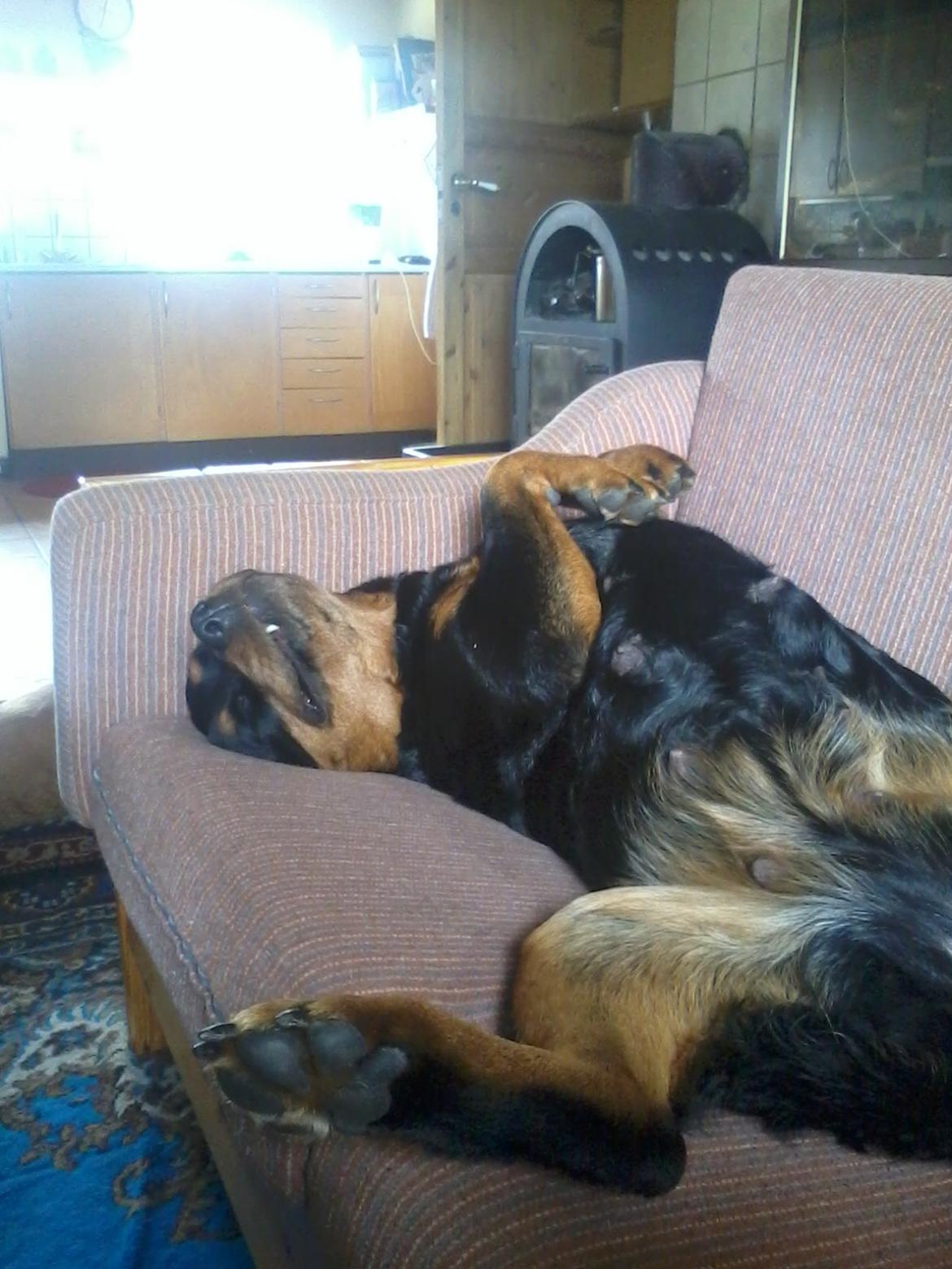 Rottweiler Mollie<3 |Molsen|<3 R.I.P Min trold..<3 billede 18