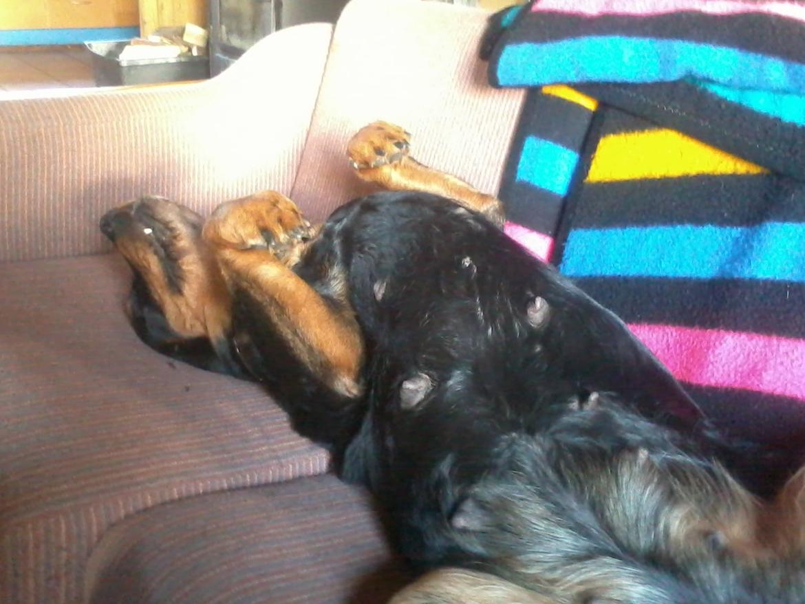 Rottweiler Mollie<3 |Molsen|<3 R.I.P Min trold..<3 billede 19
