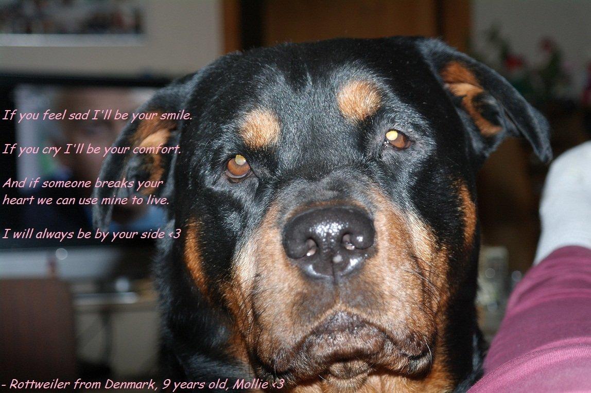 Rottweiler Mollie<3 |Molsen|<3 R.I.P Min trold..<3 billede 7
