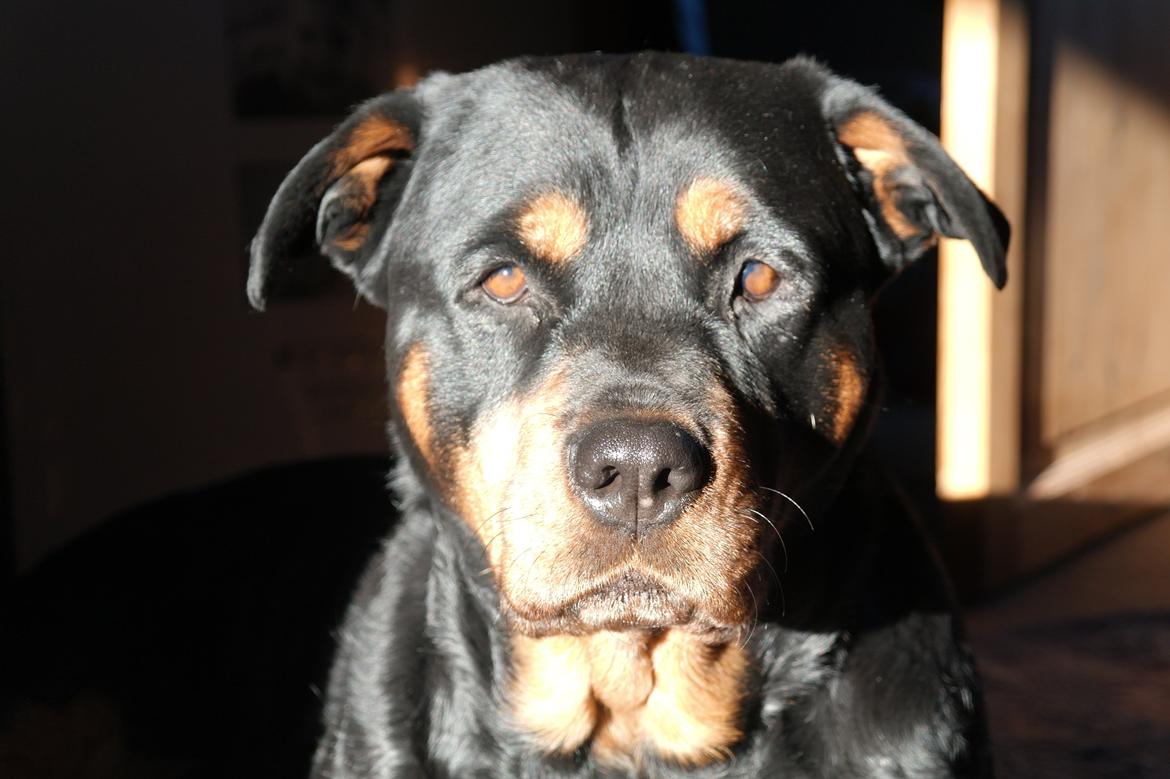 Rottweiler Mollie<3 |Molsen|<3 R.I.P Min trold..<3 billede 9