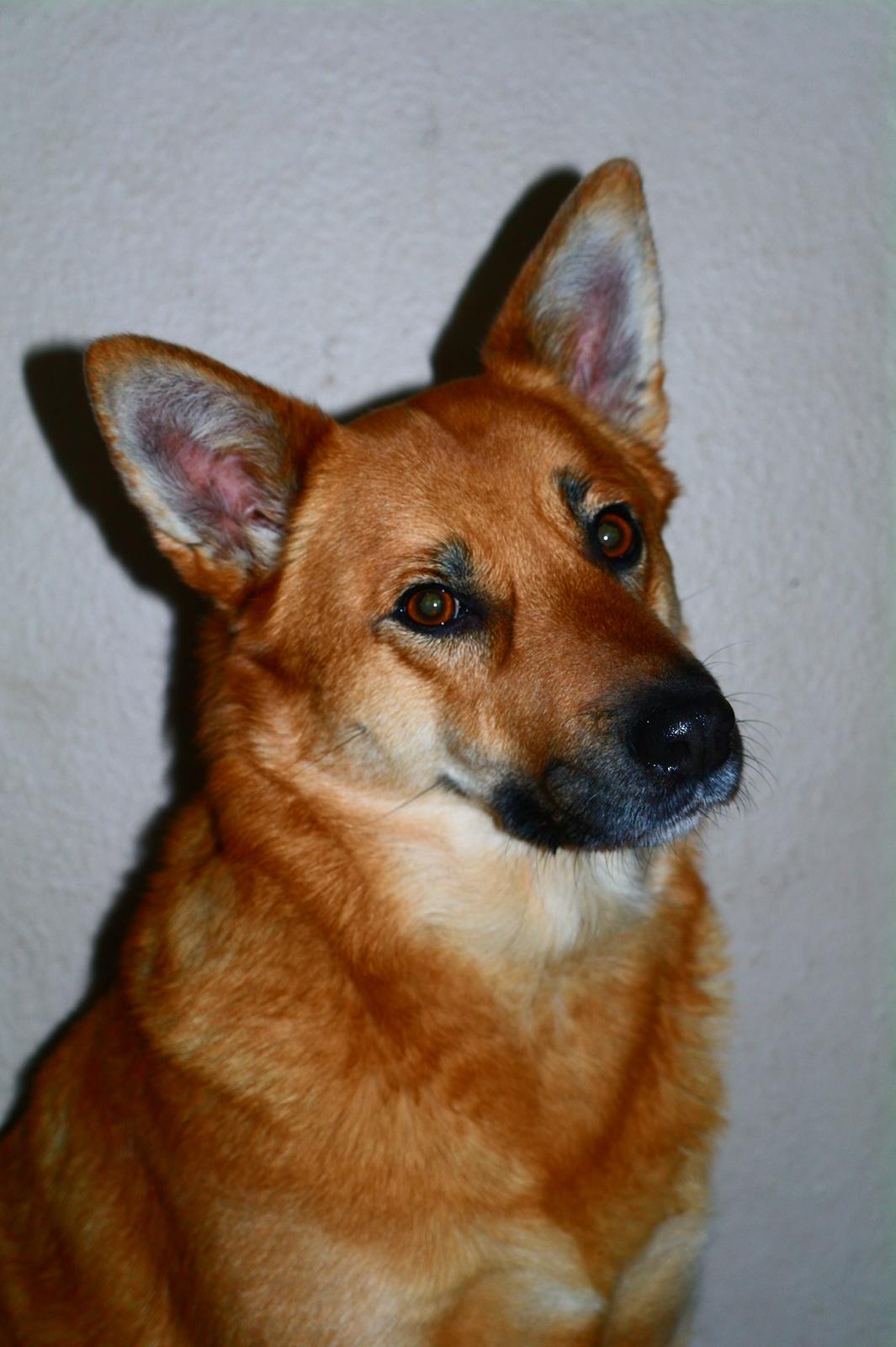 Islandsk fårehund Chanel<3 |Chello|<3 billede 3