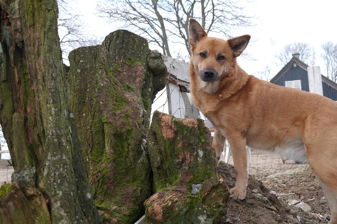 Islandsk fårehund Chanel<3 |Chello|<3 billede 8