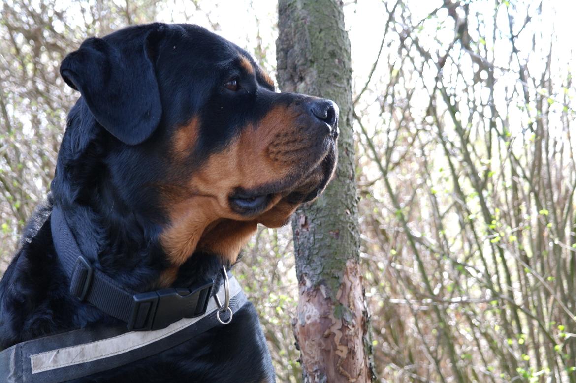 Rottweiler Fafner<3 |Faffe'laffe|<3 billede 18