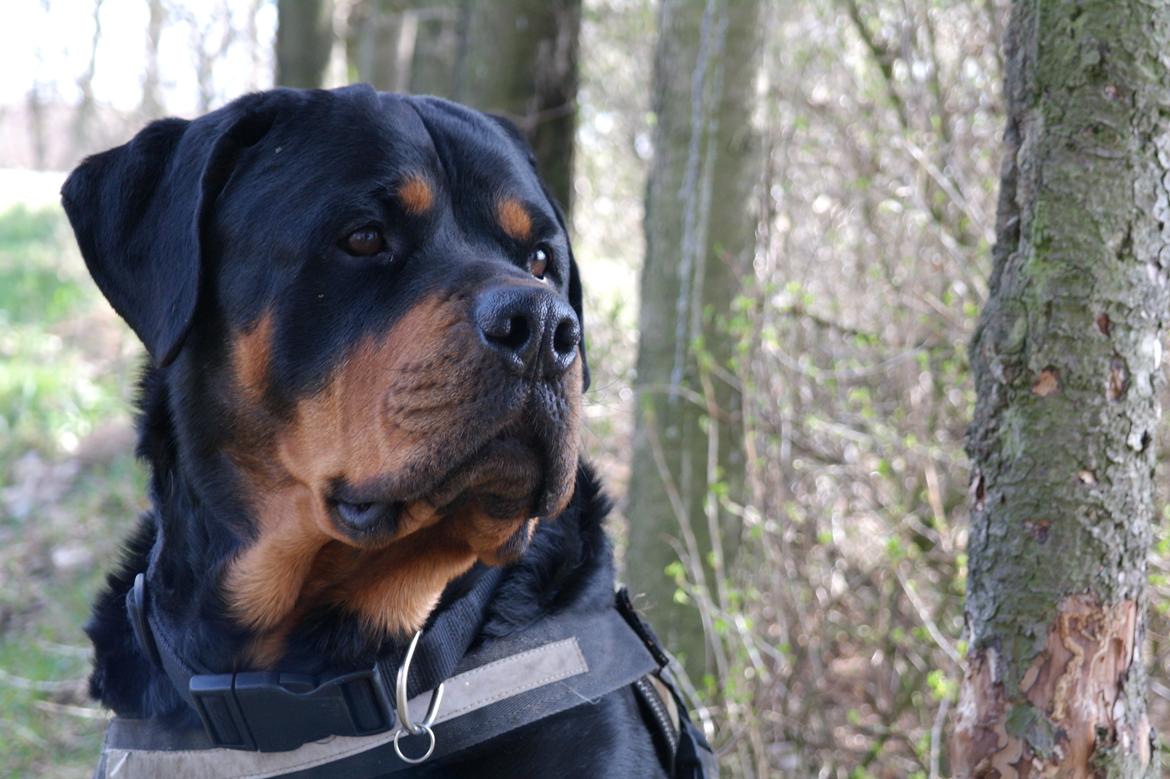 Rottweiler Fafner<3 |Faffe'laffe|<3 billede 26
