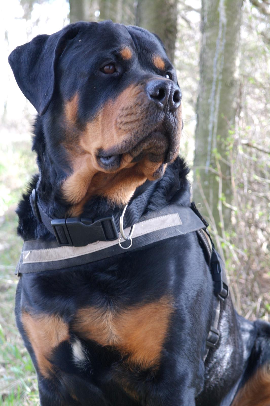 Rottweiler Fafner<3 |Faffe'laffe|<3 billede 15