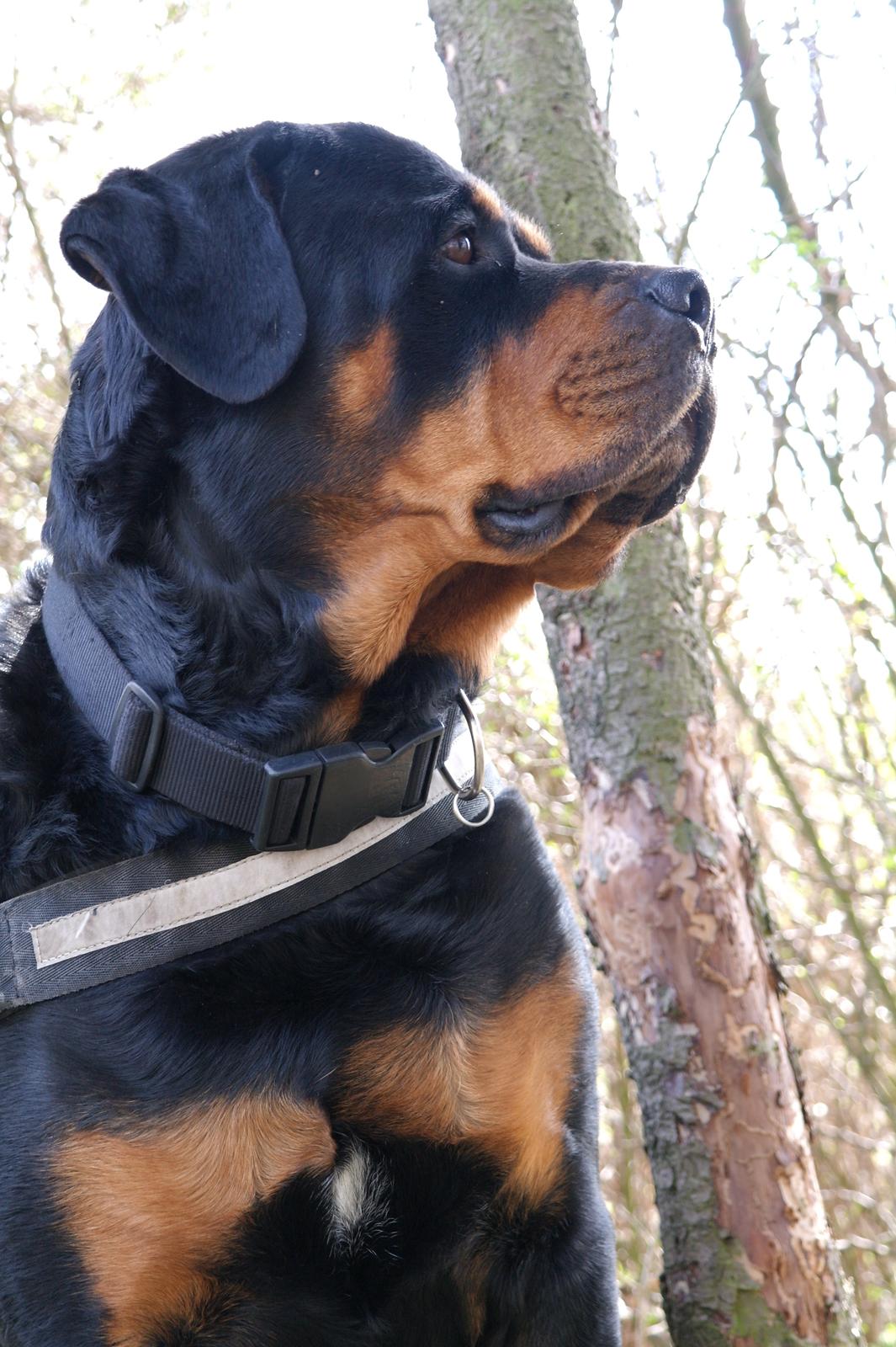 Rottweiler Fafner<3 |Faffe'laffe|<3 billede 11