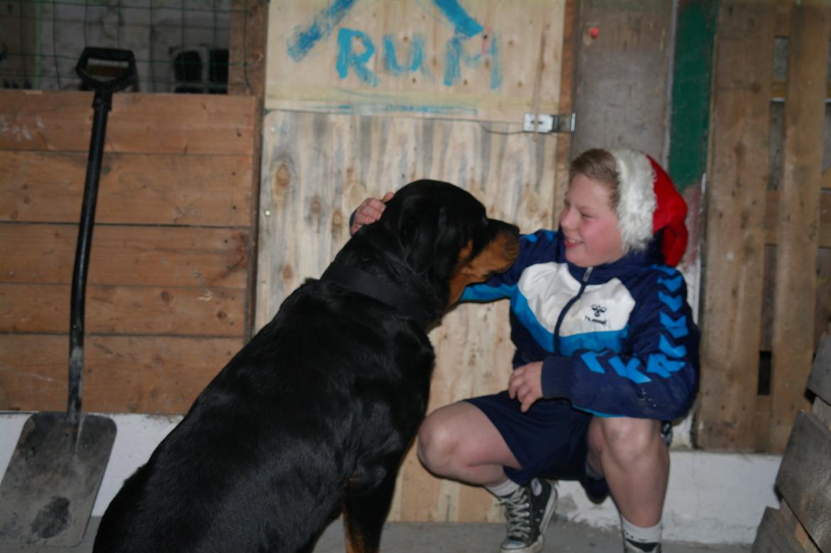 Rottweiler Fafner<3 |Faffe'laffe|<3 - 2013 billede 38