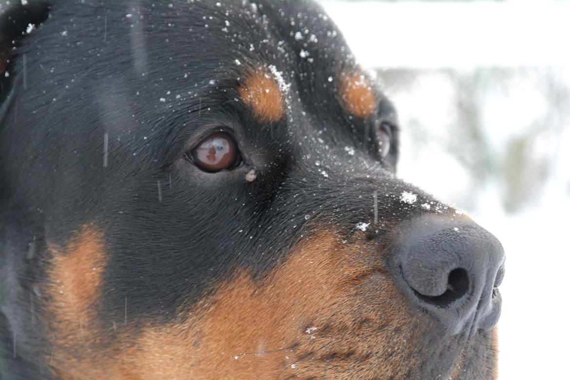 Rottweiler Fafner<3 |Faffe'laffe|<3 billede 39