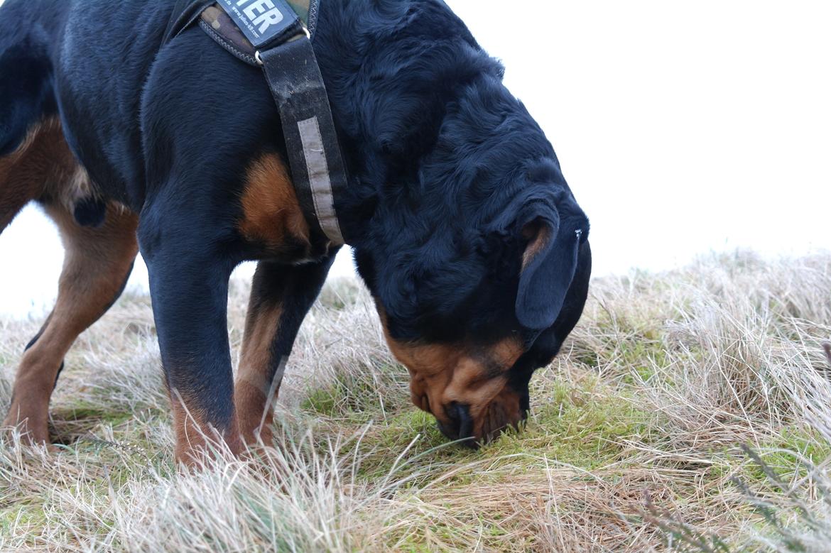 Rottweiler Fafner<3 |Faffe'laffe|<3 billede 23