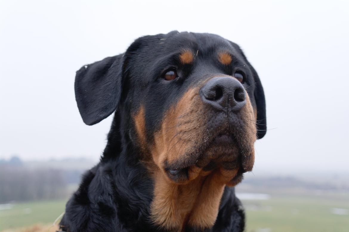 Rottweiler Fafner<3 |Faffe'laffe|<3 billede 21