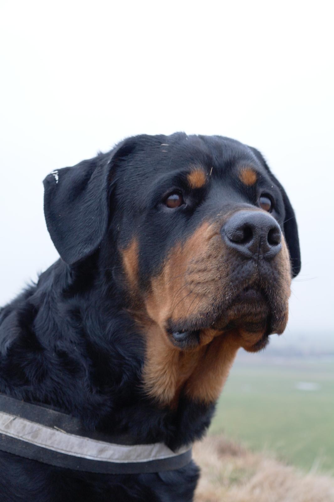 Rottweiler Fafner<3 |Faffe'laffe|<3 billede 7