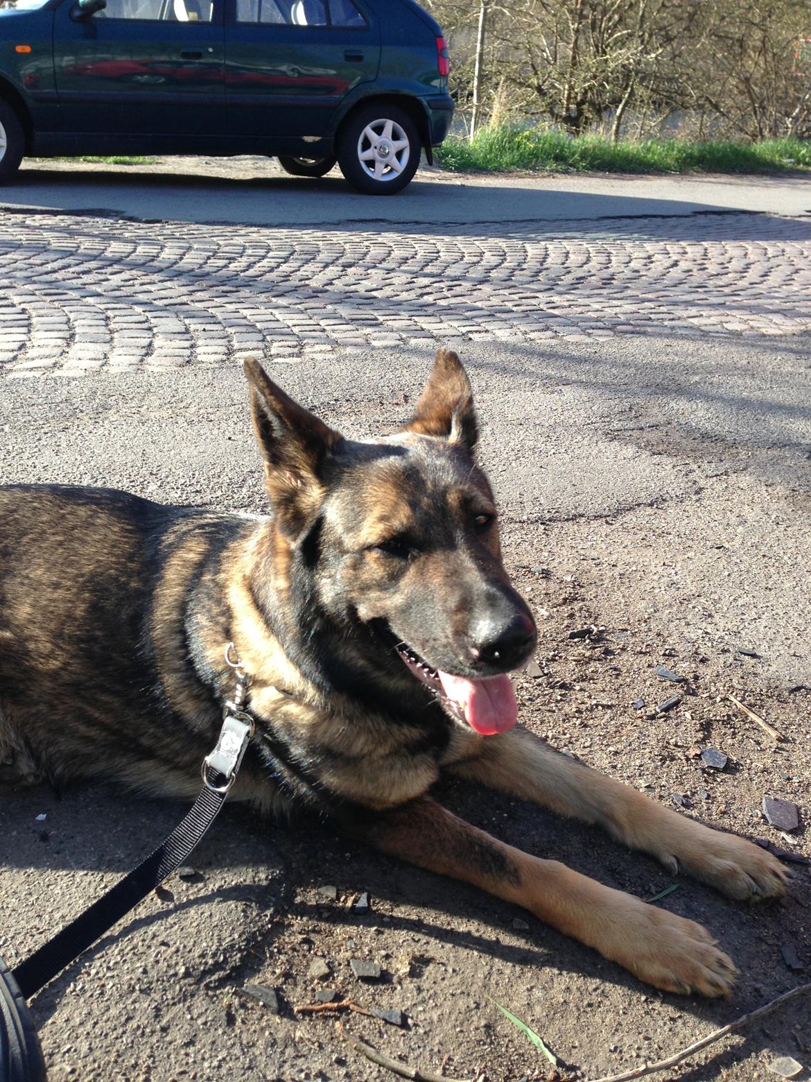 Schæferhund Janka billede 1