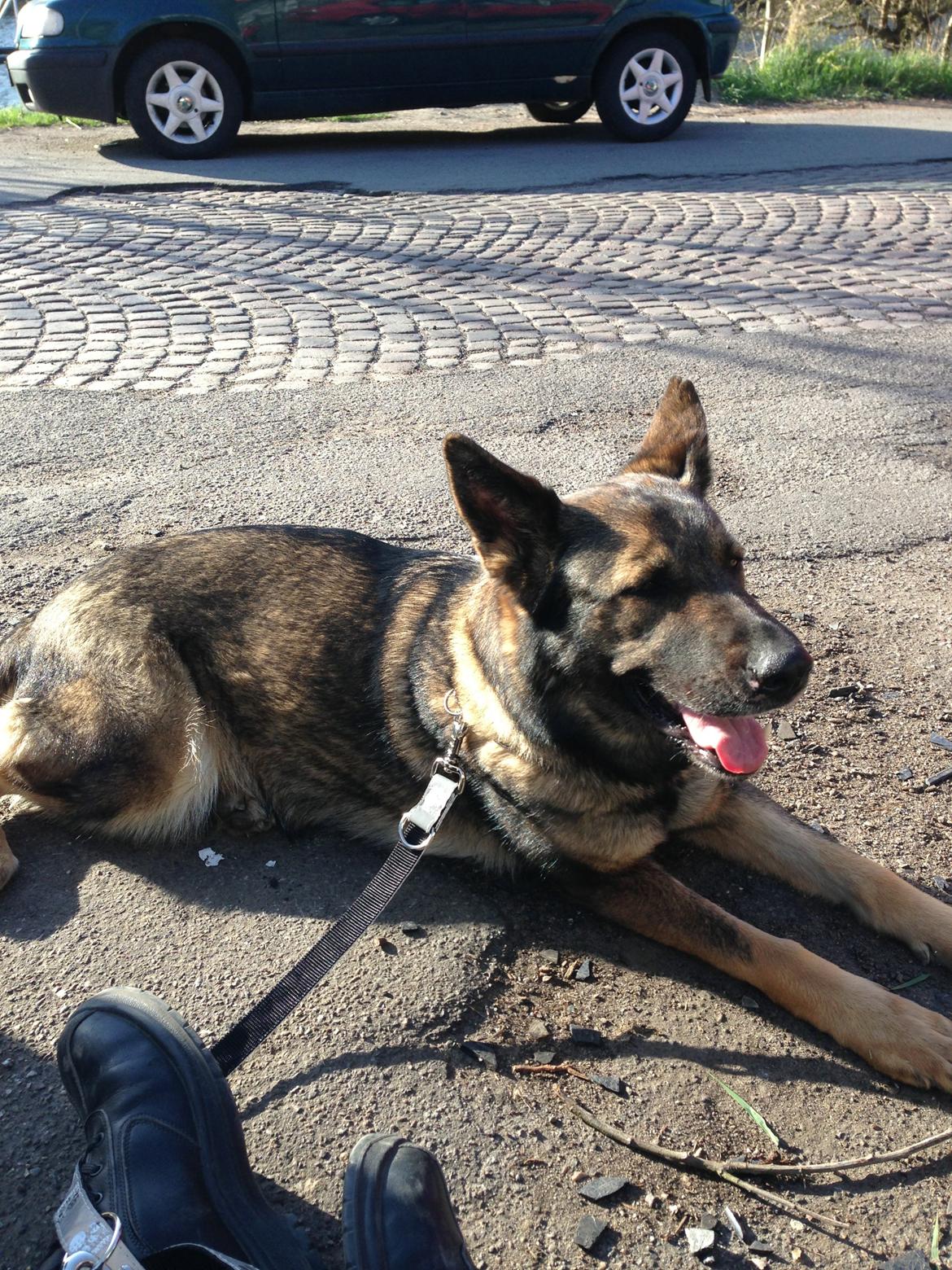 Schæferhund Janka billede 2