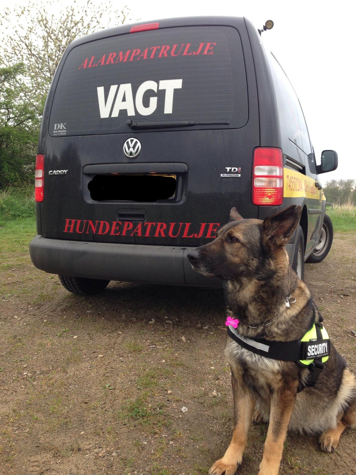 Schæferhund Janka - Janka med på job billede 3