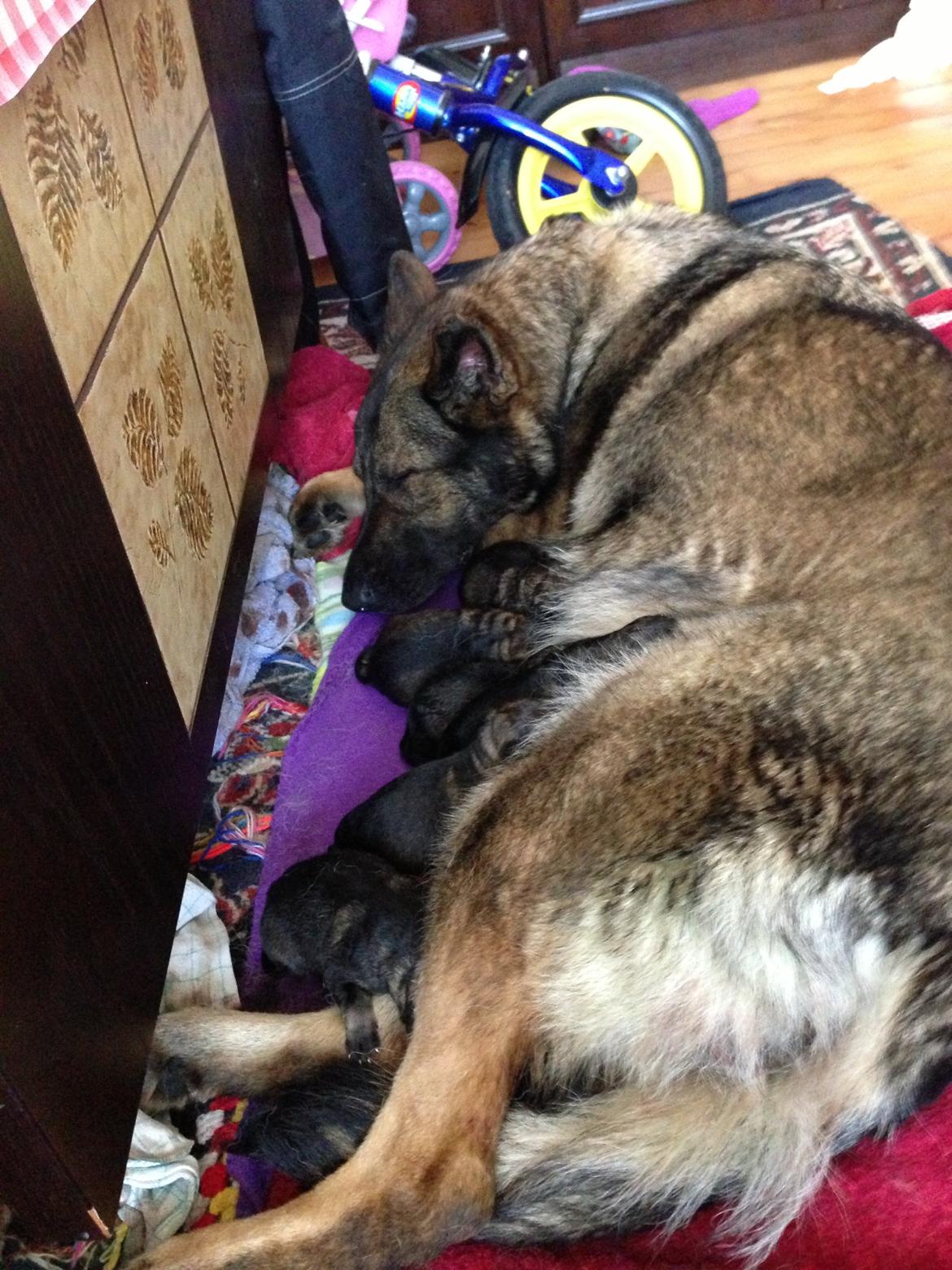 Schæferhund Janka billede 4