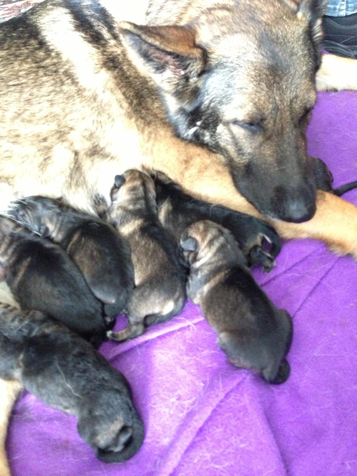 Schæferhund Janka billede 5