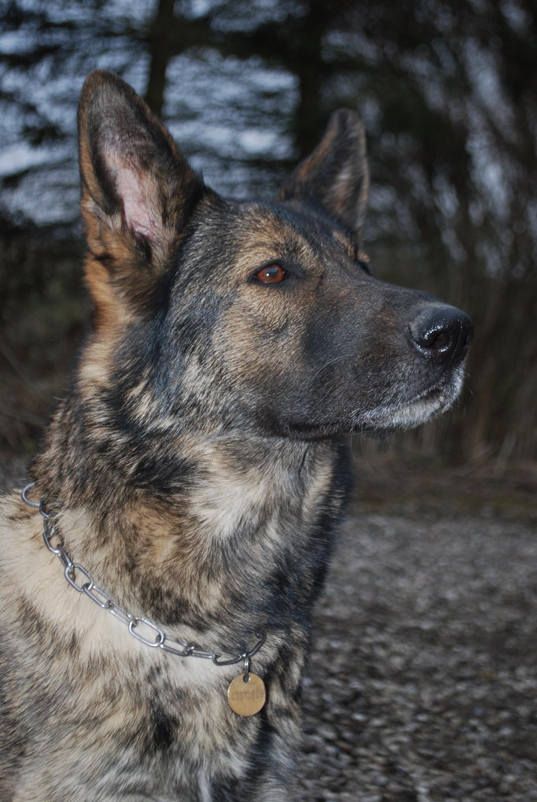 Schæferhund Janka billede 6