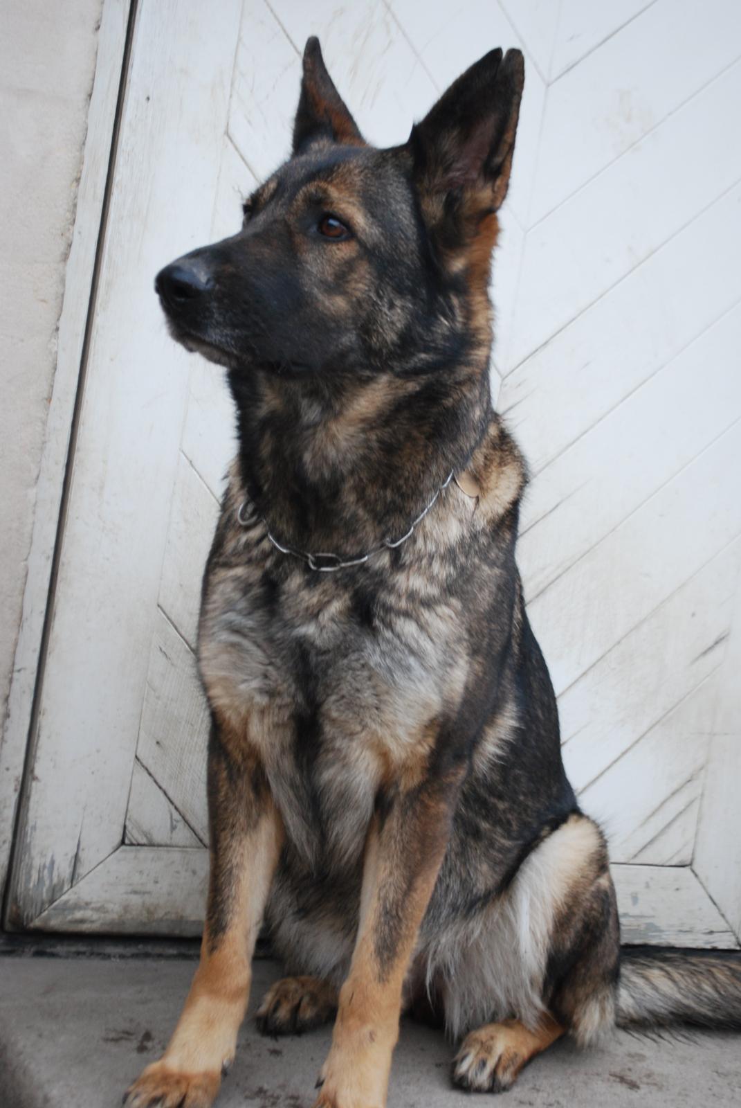 Schæferhund Janka billede 7