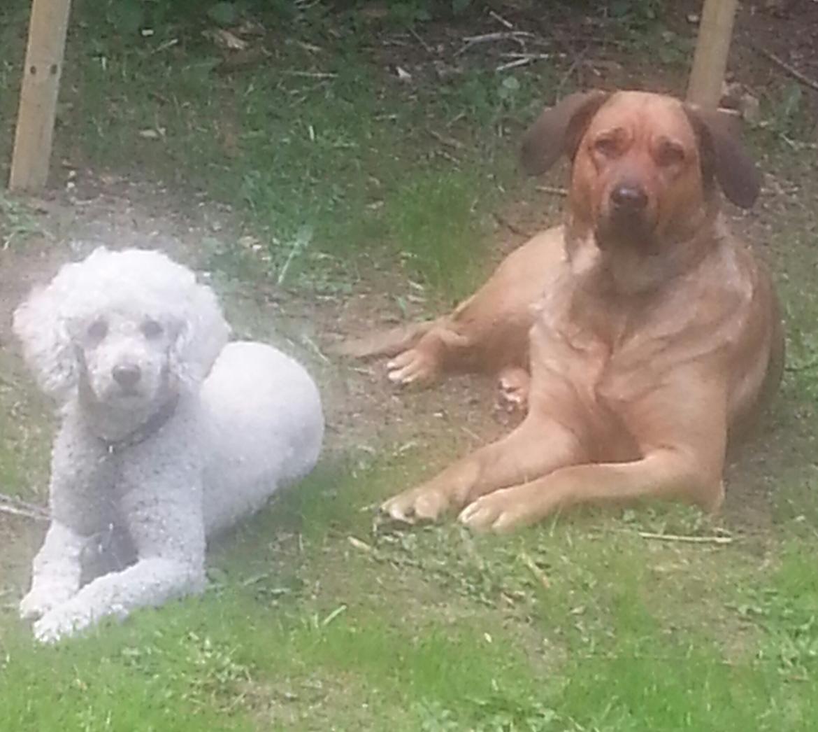 Blanding af racer Nala - Her ligger de to piger og nyder det dejlige vejr :) billede 1