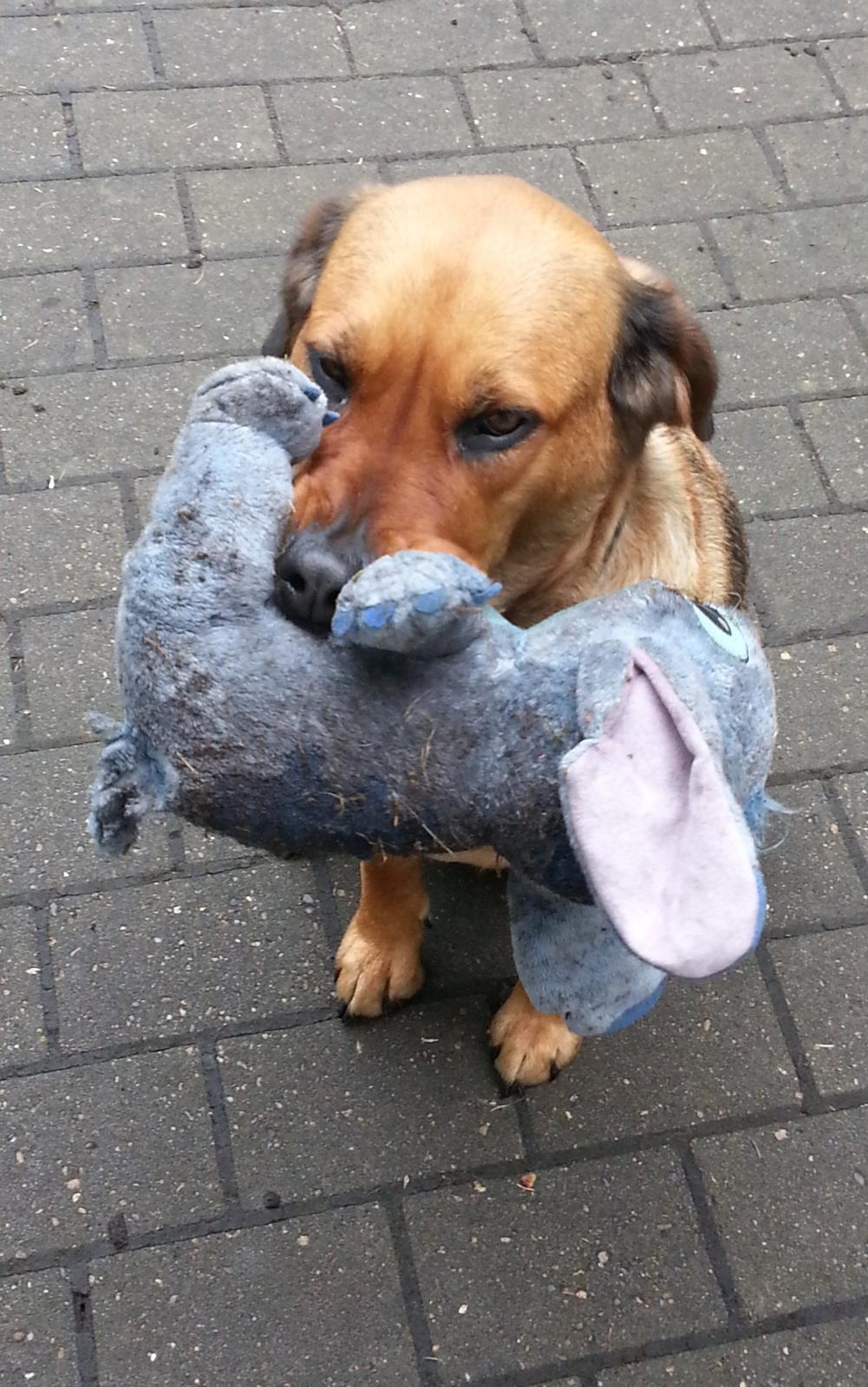 Blanding af racer Nala - Hendes elskede tøjdyr, som gerne skal vises, når hun skal noget, enten tage billeder eller på tur :D billede 2