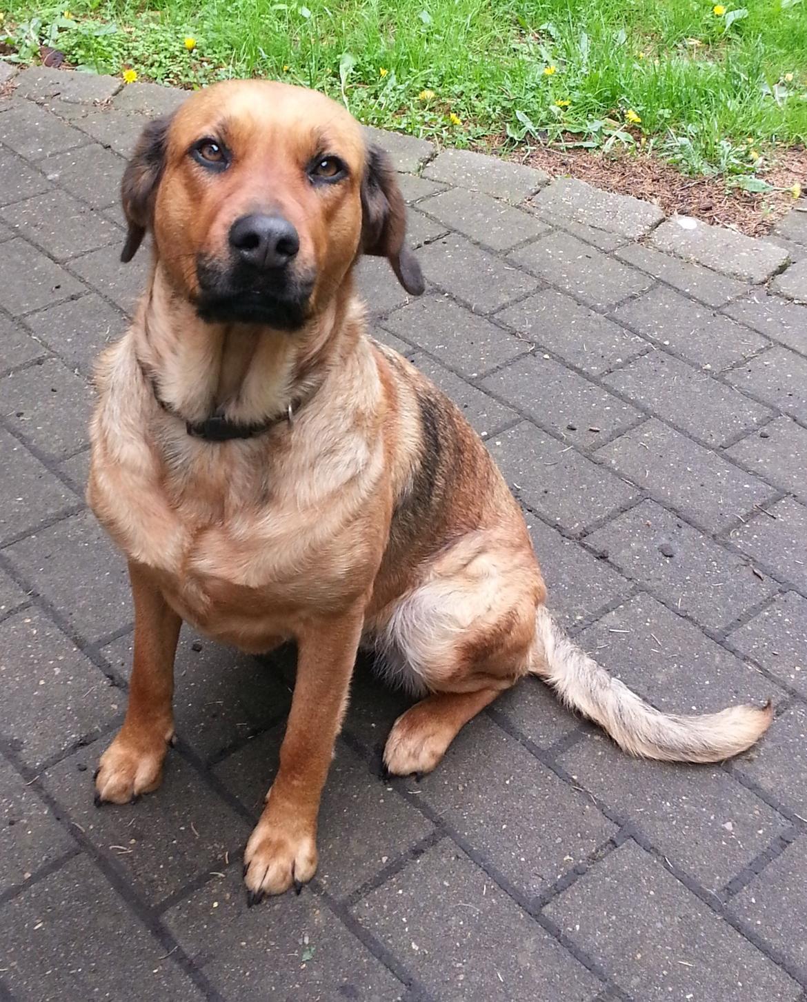 Blanding af racer Nala billede 4