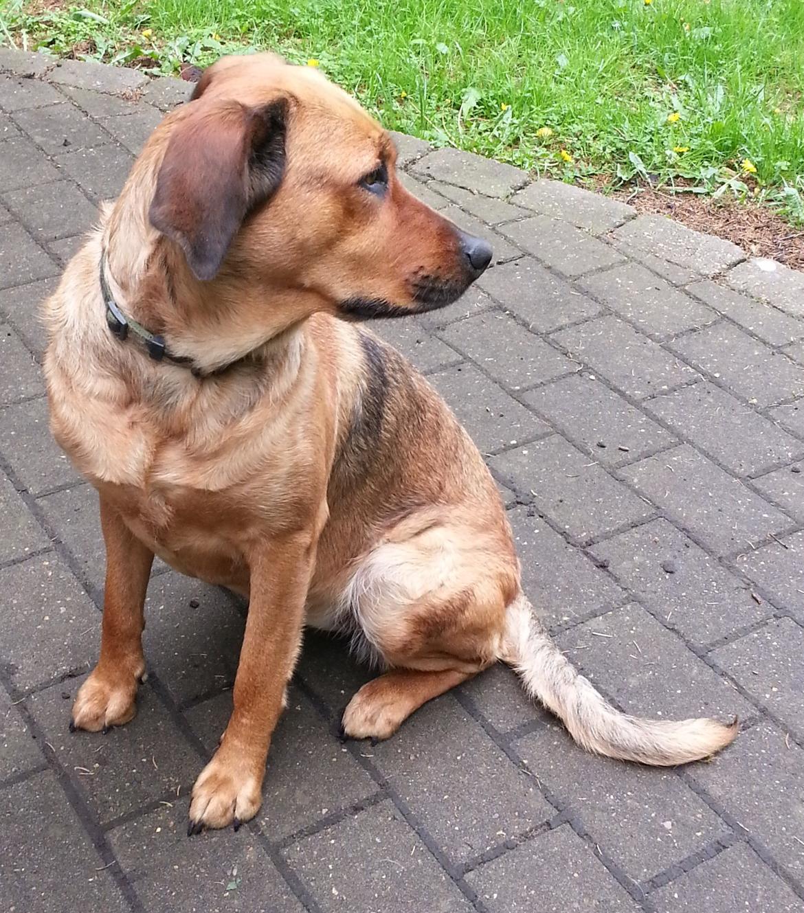 Blanding af racer Nala - "Jeg kan godt posere, når jeg lige ser noget spændende :P" billede 5