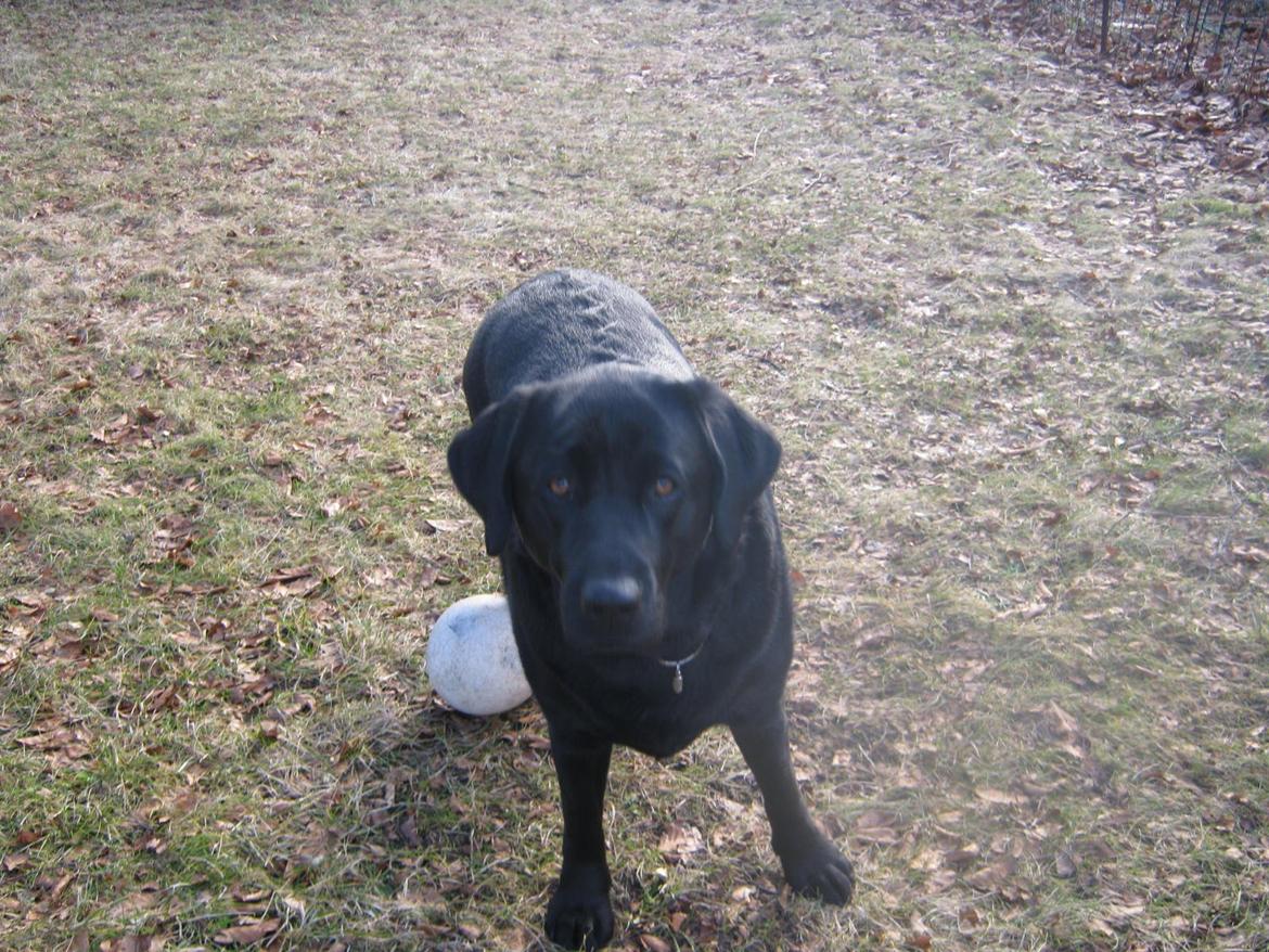 Labrador retriever sorte billede 2