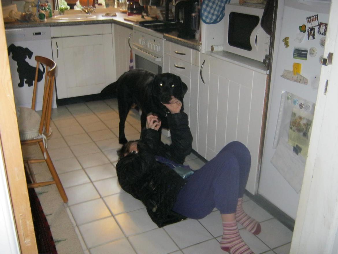 Labrador retriever sorte billede 3