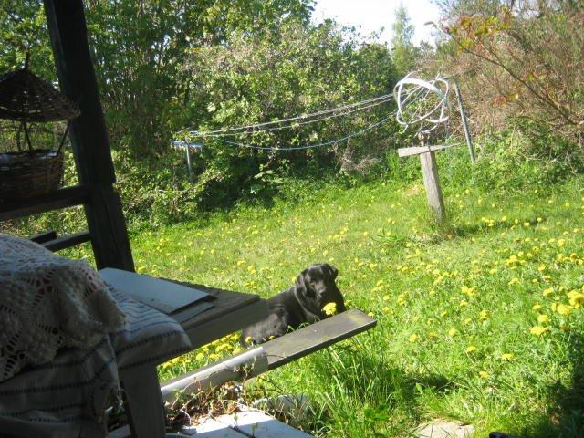Labrador retriever sorte billede 4