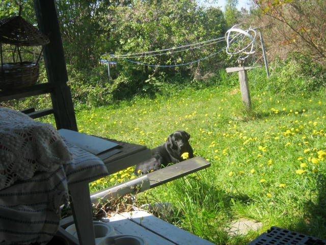 Labrador retriever sorte billede 5