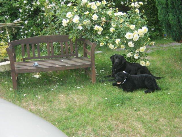 Labrador retriever sorte billede 6