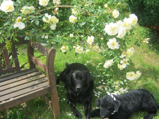 Labrador retriever sorte billede 7