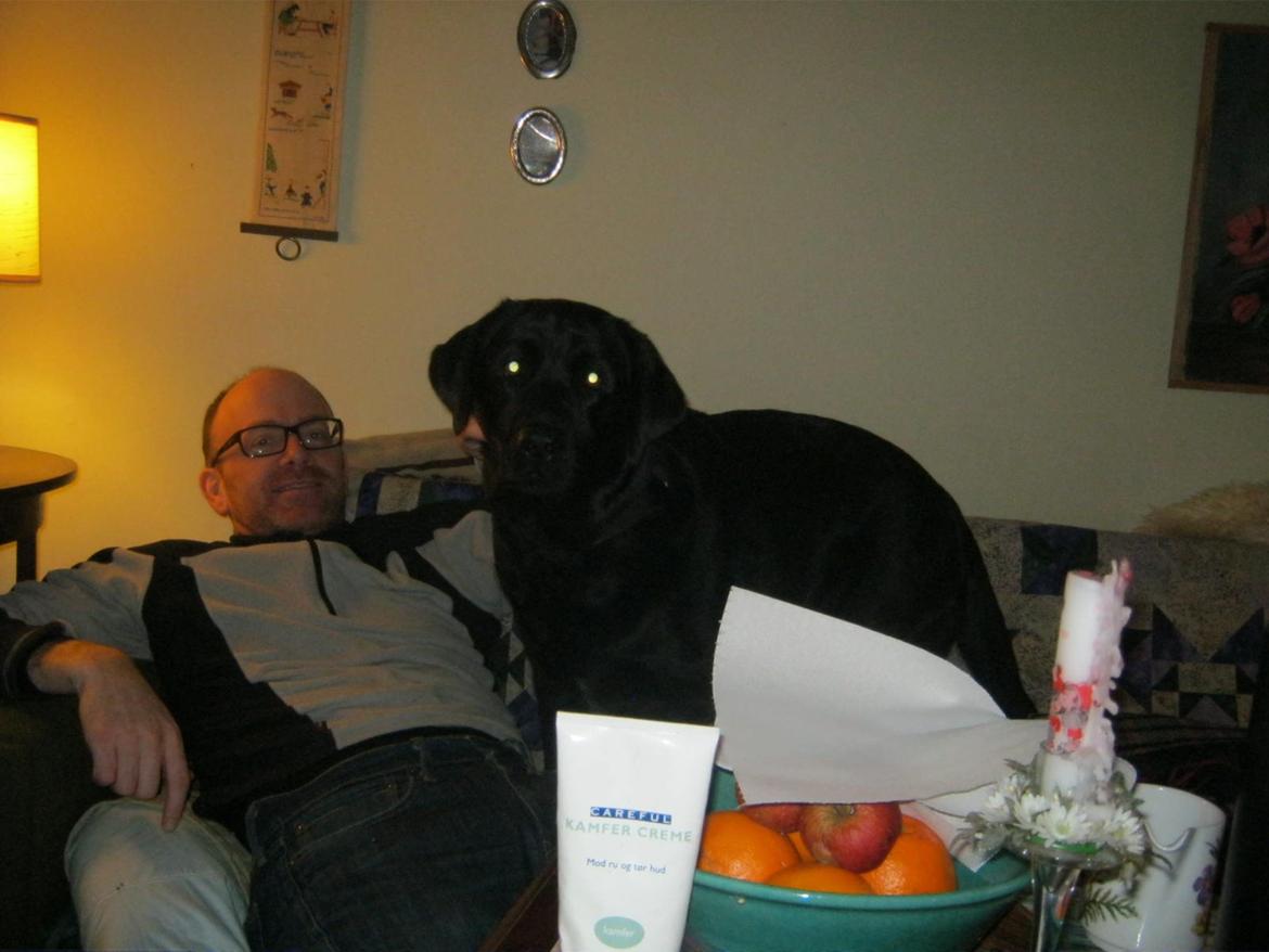 Labrador retriever sorte billede 8